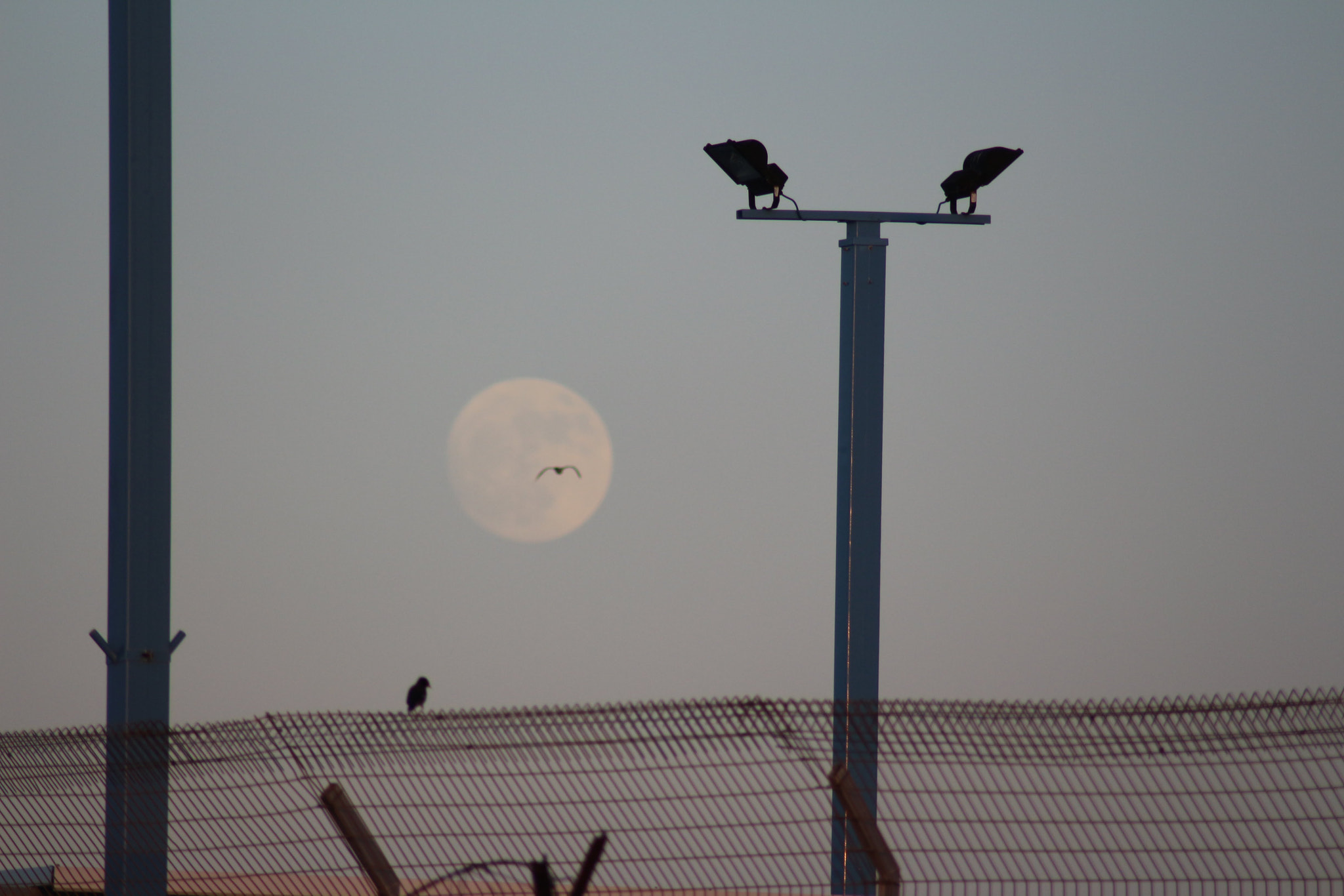 Canon EOS 700D (EOS Rebel T5i / EOS Kiss X7i) + Tamron AF 70-300mm F4-5.6 Di LD Macro sample photo. The bird and the moon photography