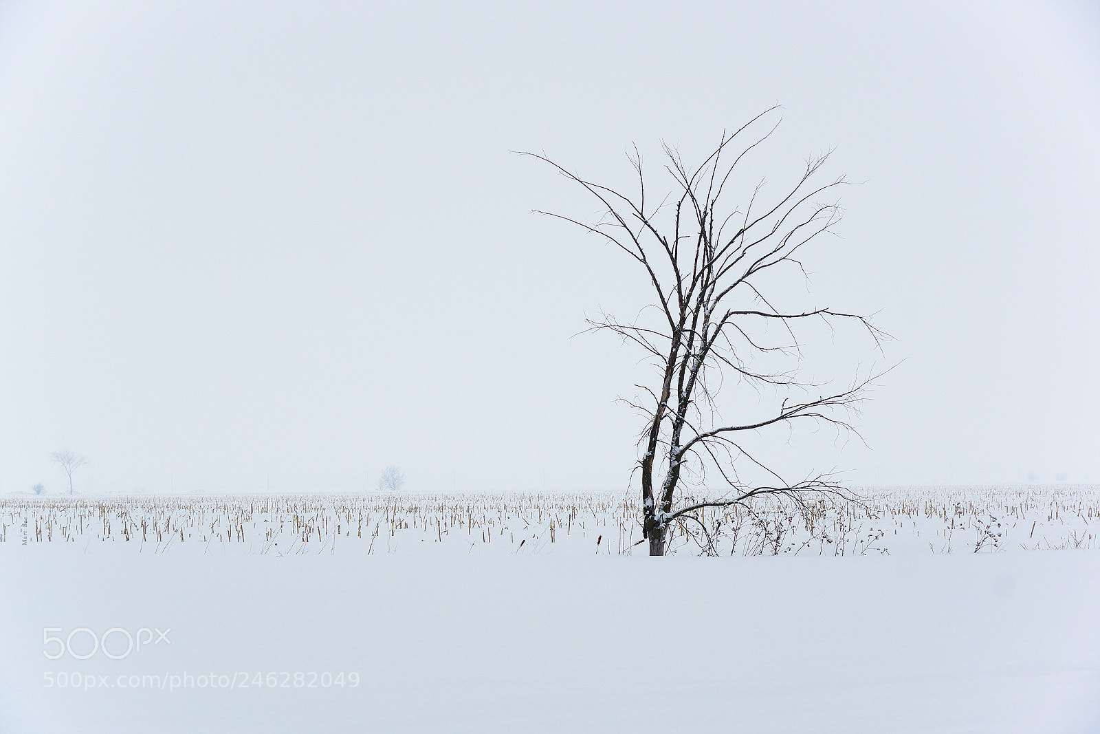 Sony SLT-A65 (SLT-A65V) sample photo. Igor the lonely tree. photography