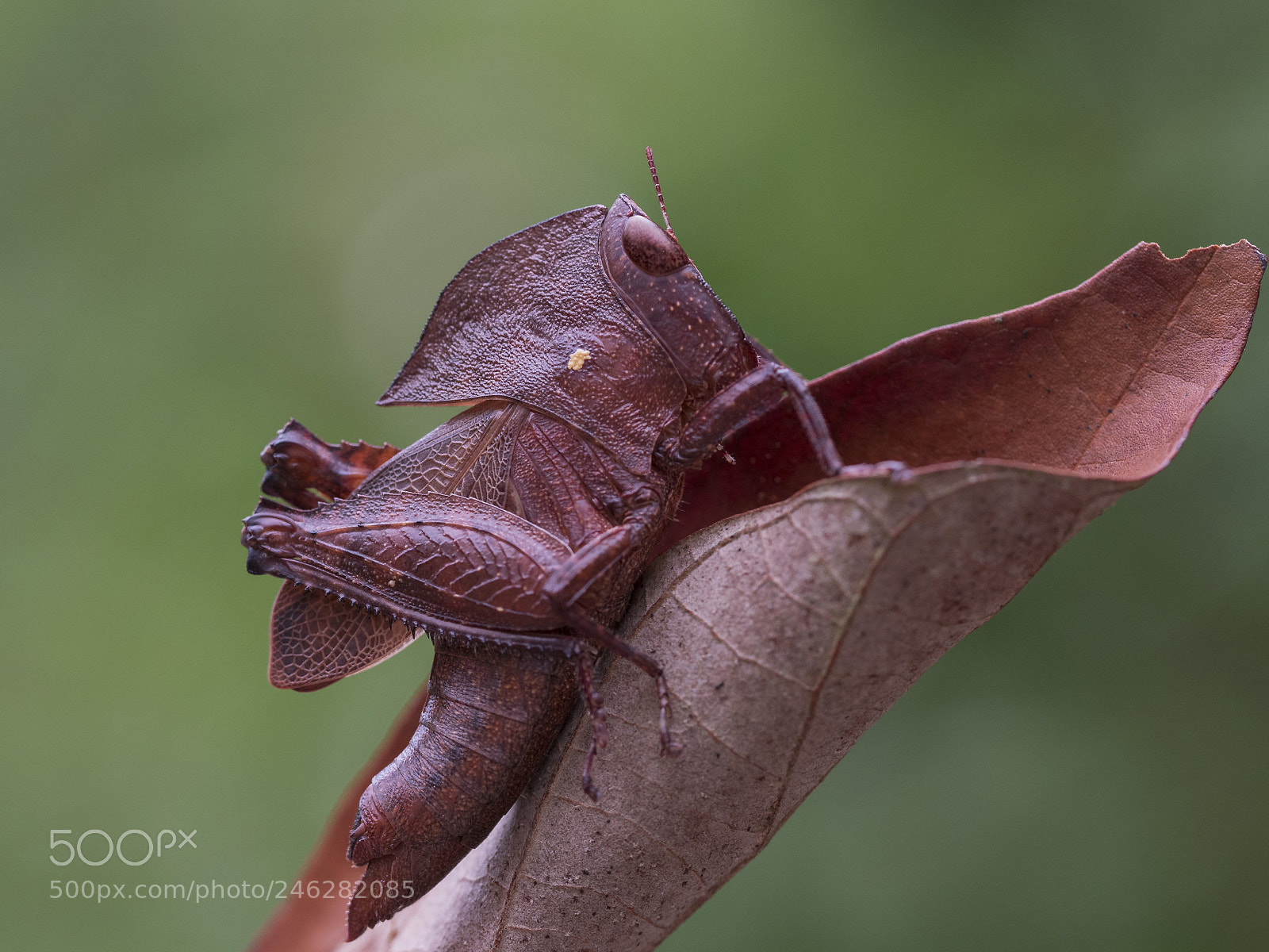 Olympus PEN-F sample photo. Dead leaf hopper photography