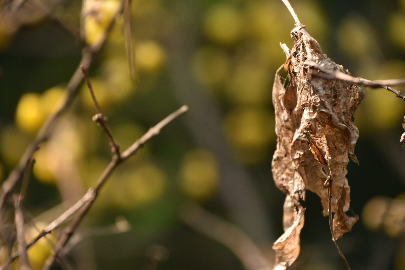 Nikon D7200 sample photo. Winter photography
