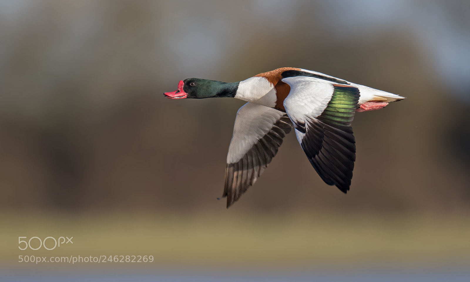 Canon EOS 7D Mark II sample photo. Shelduck photography