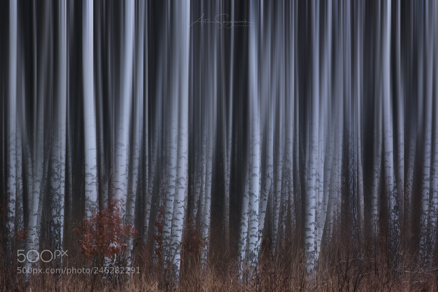 Nikon D7100 sample photo. Birches ii photography