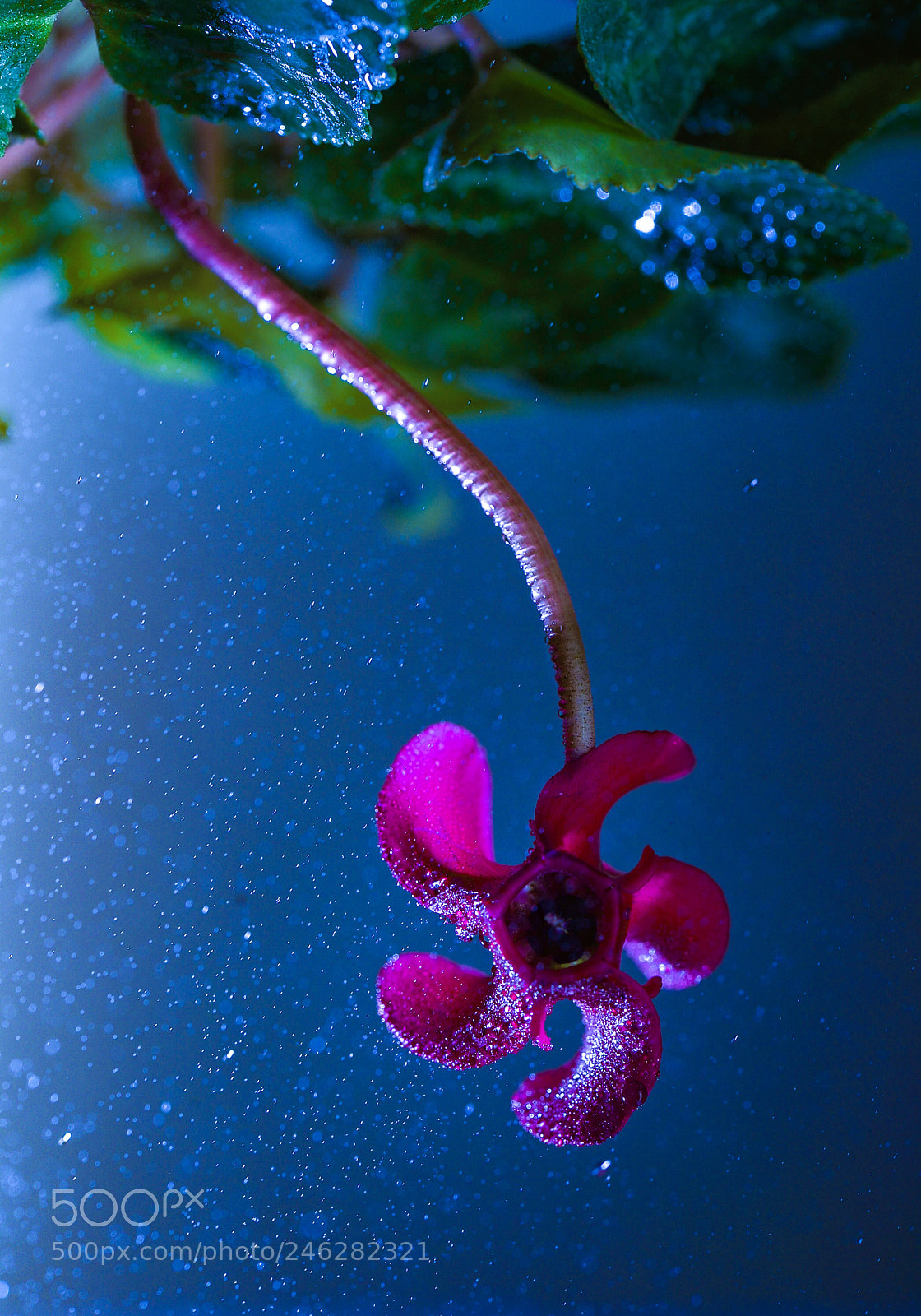 Nikon D800 sample photo. Untitled photography