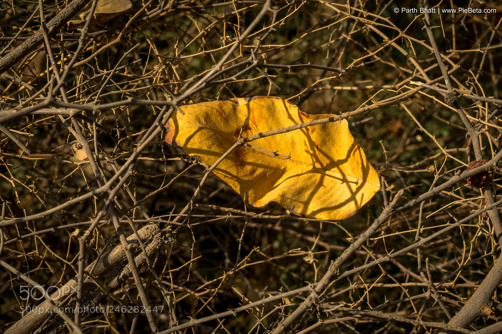 Sony a7 II sample photo. Yellow fall photography