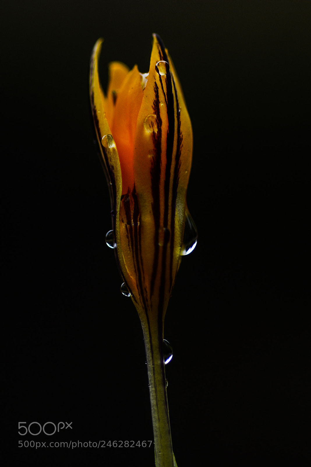 Nikon D7100 sample photo. Untitled photography