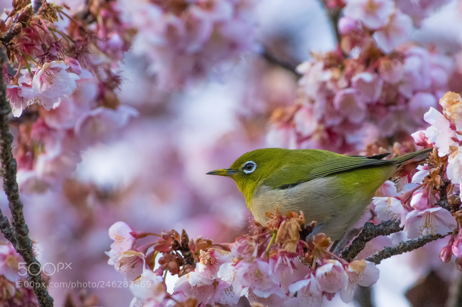 Pentax K-3 II sample photo. Japanese white-eye photography
