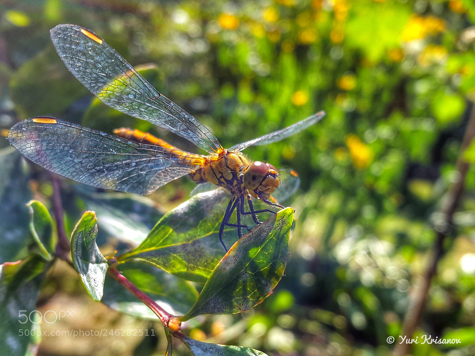Samsung Galaxy Alpha sample photo. Dragonfly on a sheet photography