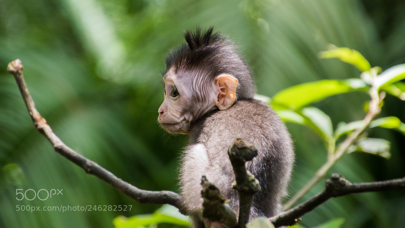 Nikon D5500 sample photo. Monkey portrait photography
