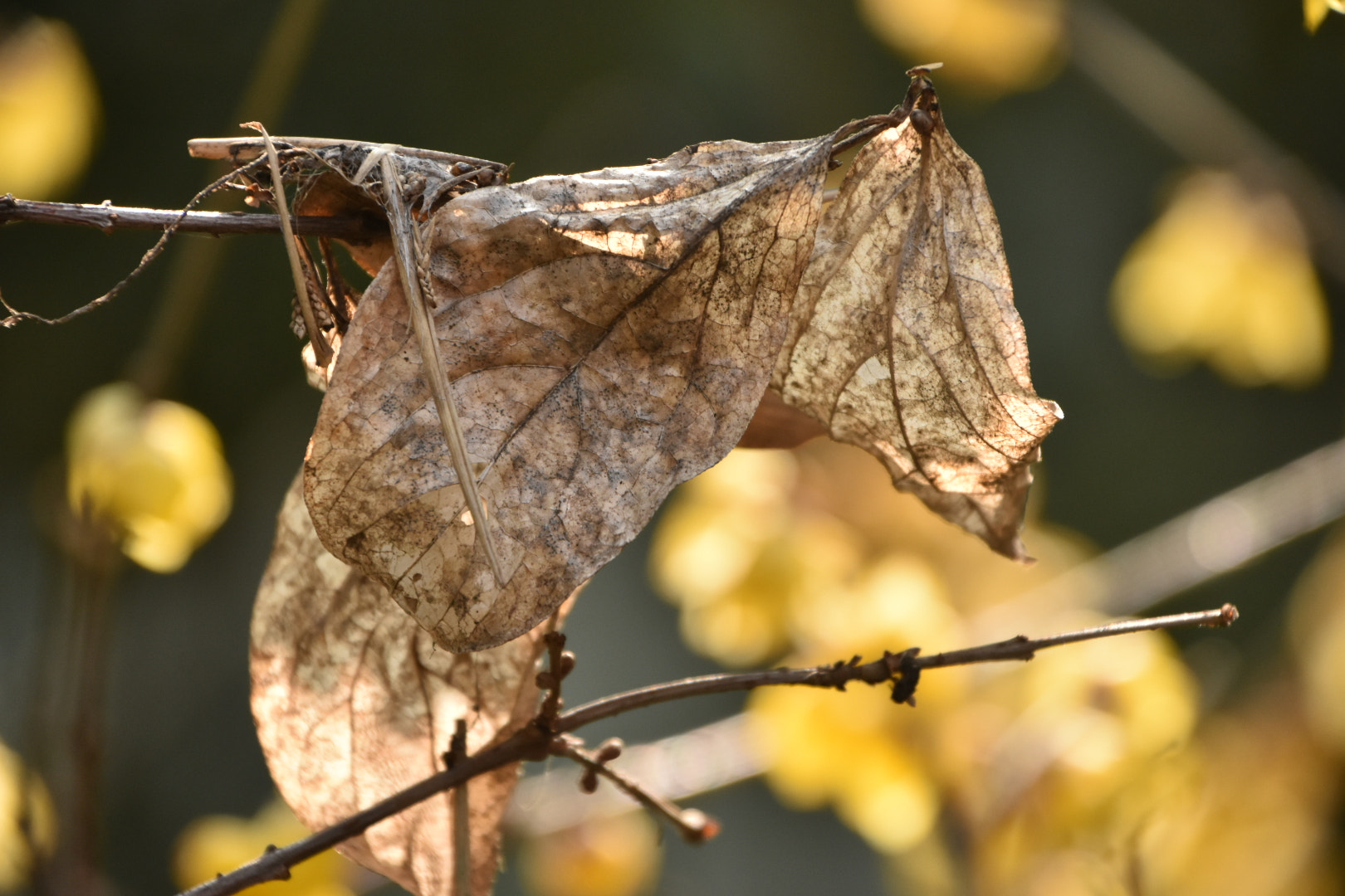 Nikon D7200 sample photo. Cycle in winter photography