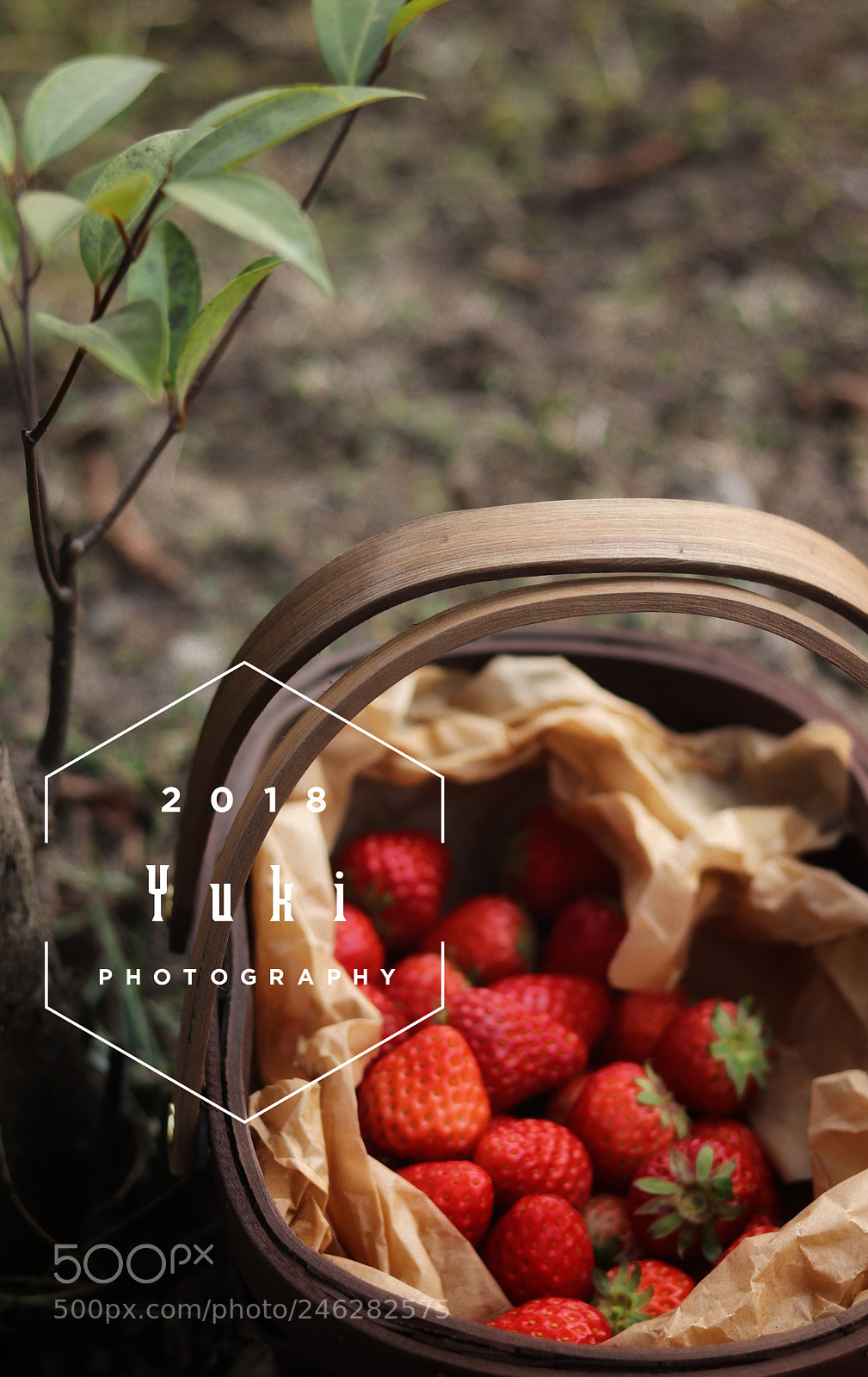 Canon EOS 77D (EOS 9000D / EOS 770D) sample photo. Untitled photography
