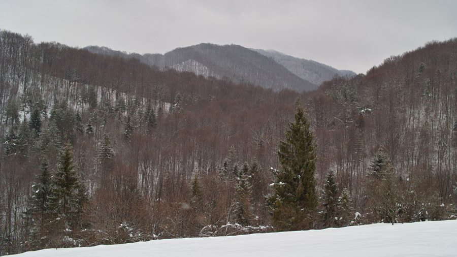 Sigma DP2 sample photo. Brustury. photography