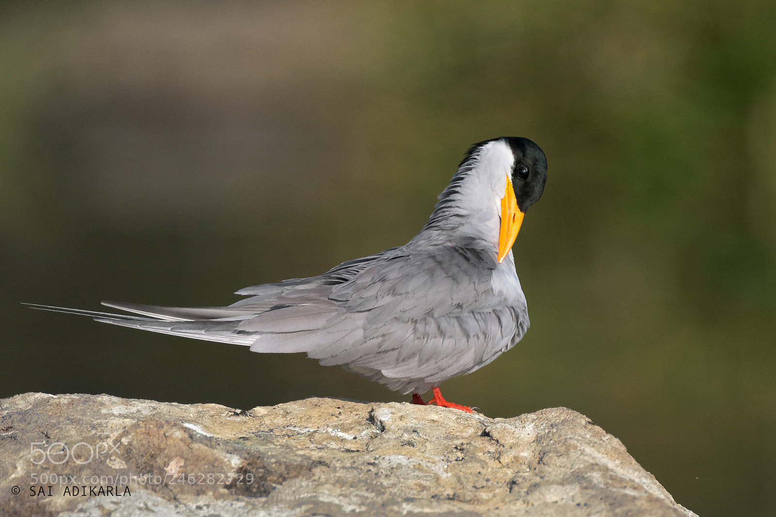 Nikon D500 sample photo. River tern photography
