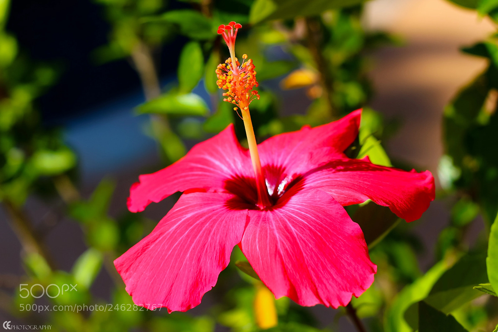 Canon EOS 650D (EOS Rebel T4i / EOS Kiss X6i) sample photo. Bloom photography
