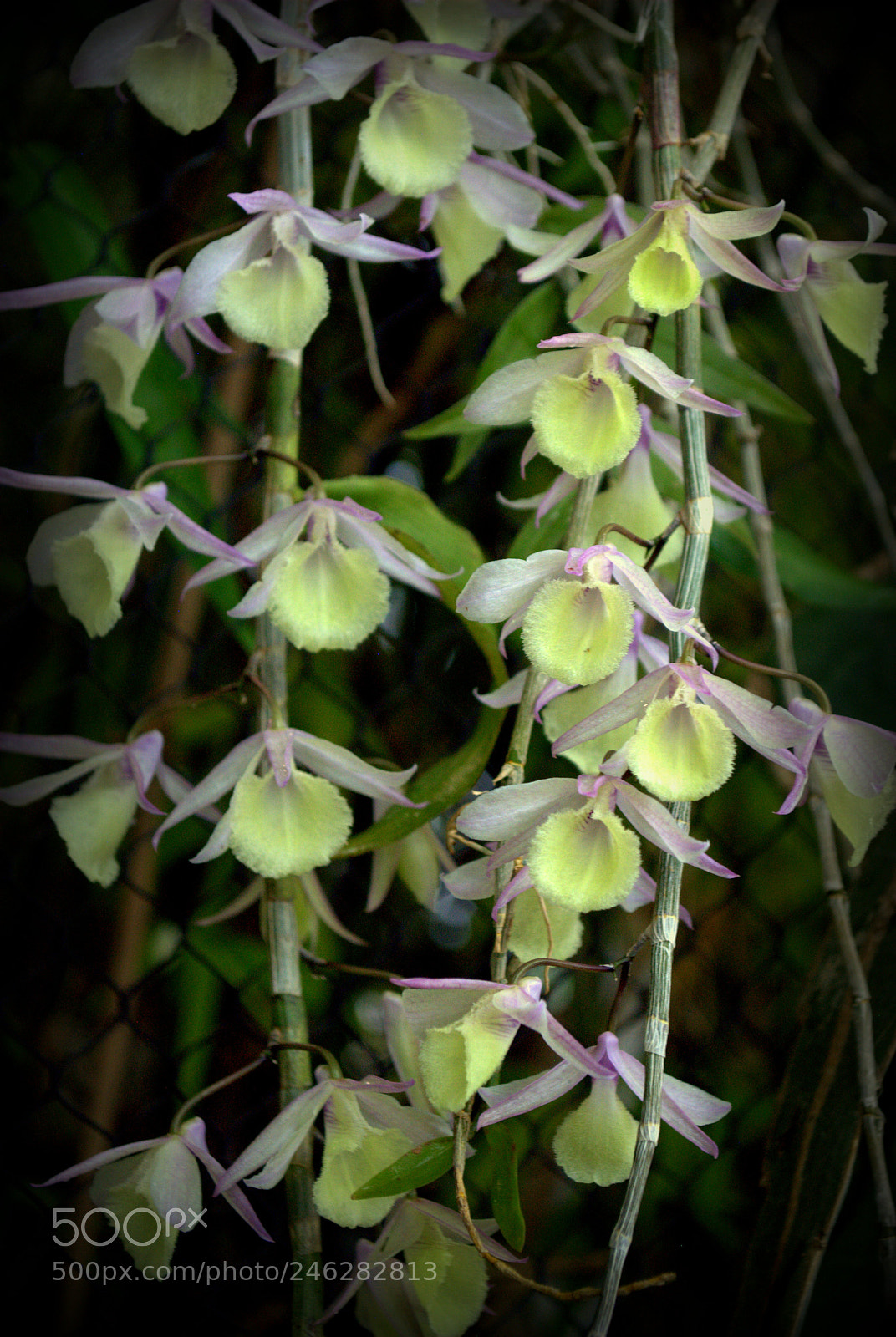 Nikon D3000 sample photo. Dendrobium aphylum flowers photography