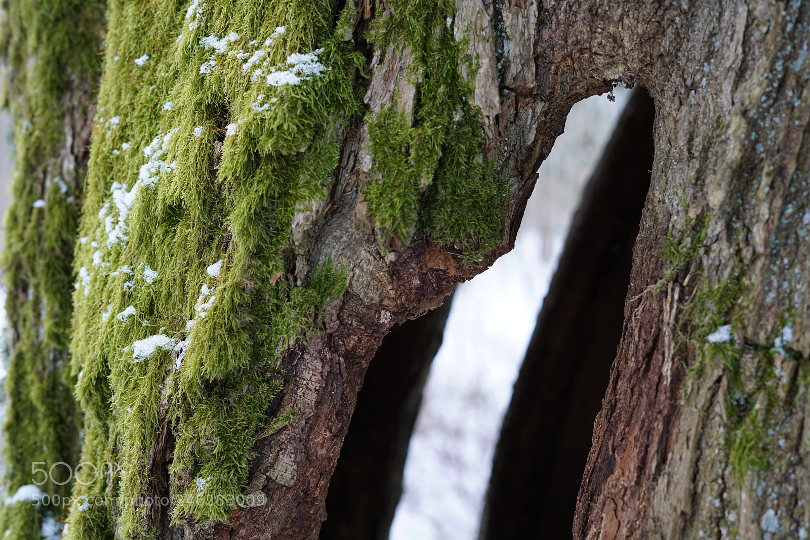 Sony a7R II sample photo. Of woods ii photography