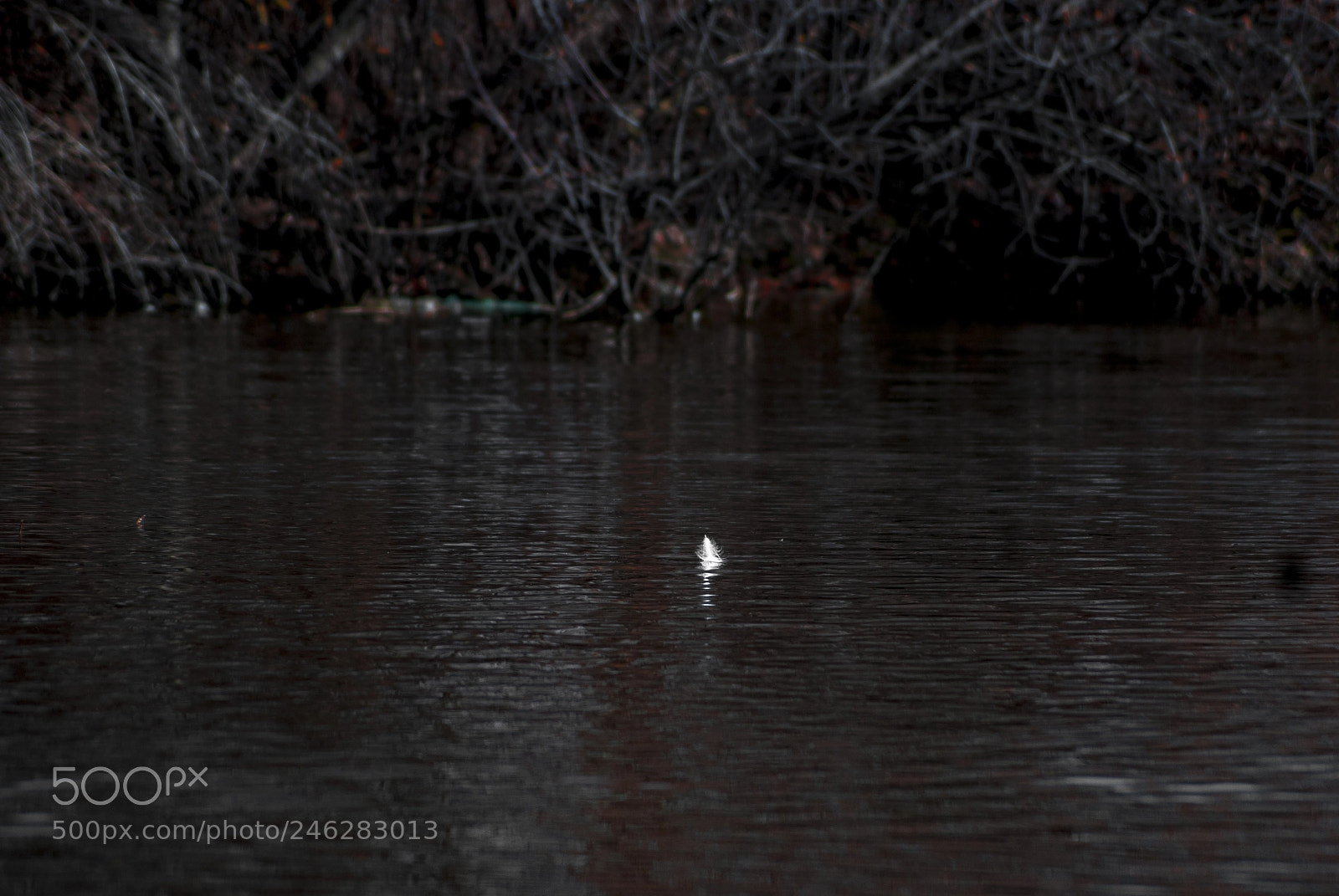 Sony Alpha DSLR-A330 sample photo. Feather photography