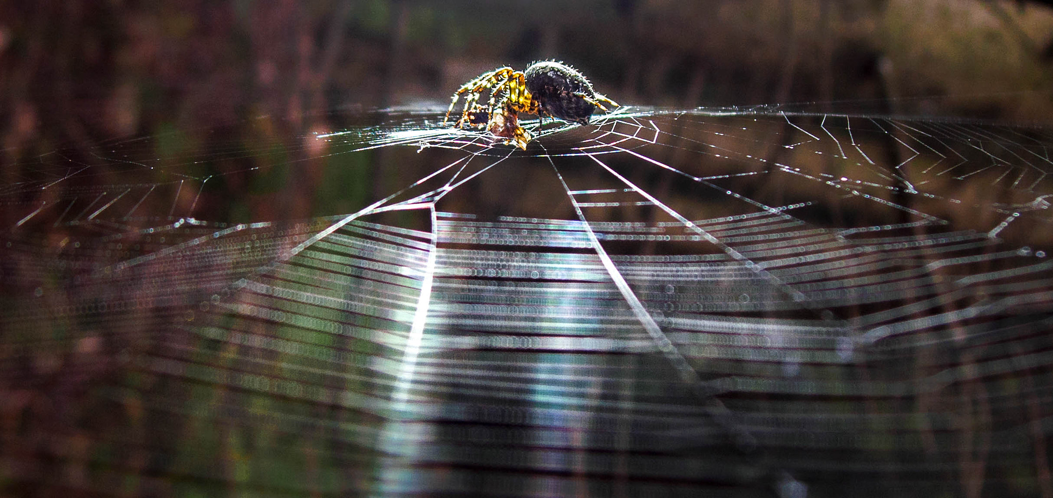 Olympus XZ-2 iHS sample photo. Kreuzspinne im rad photography