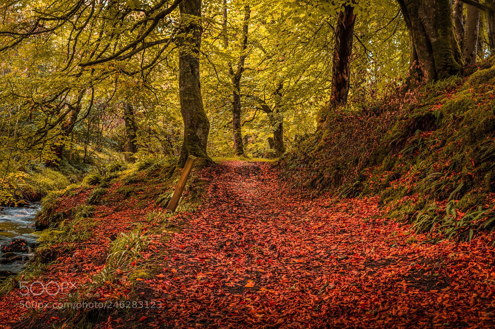 Nikon D3400 sample photo. Autumn glade photography