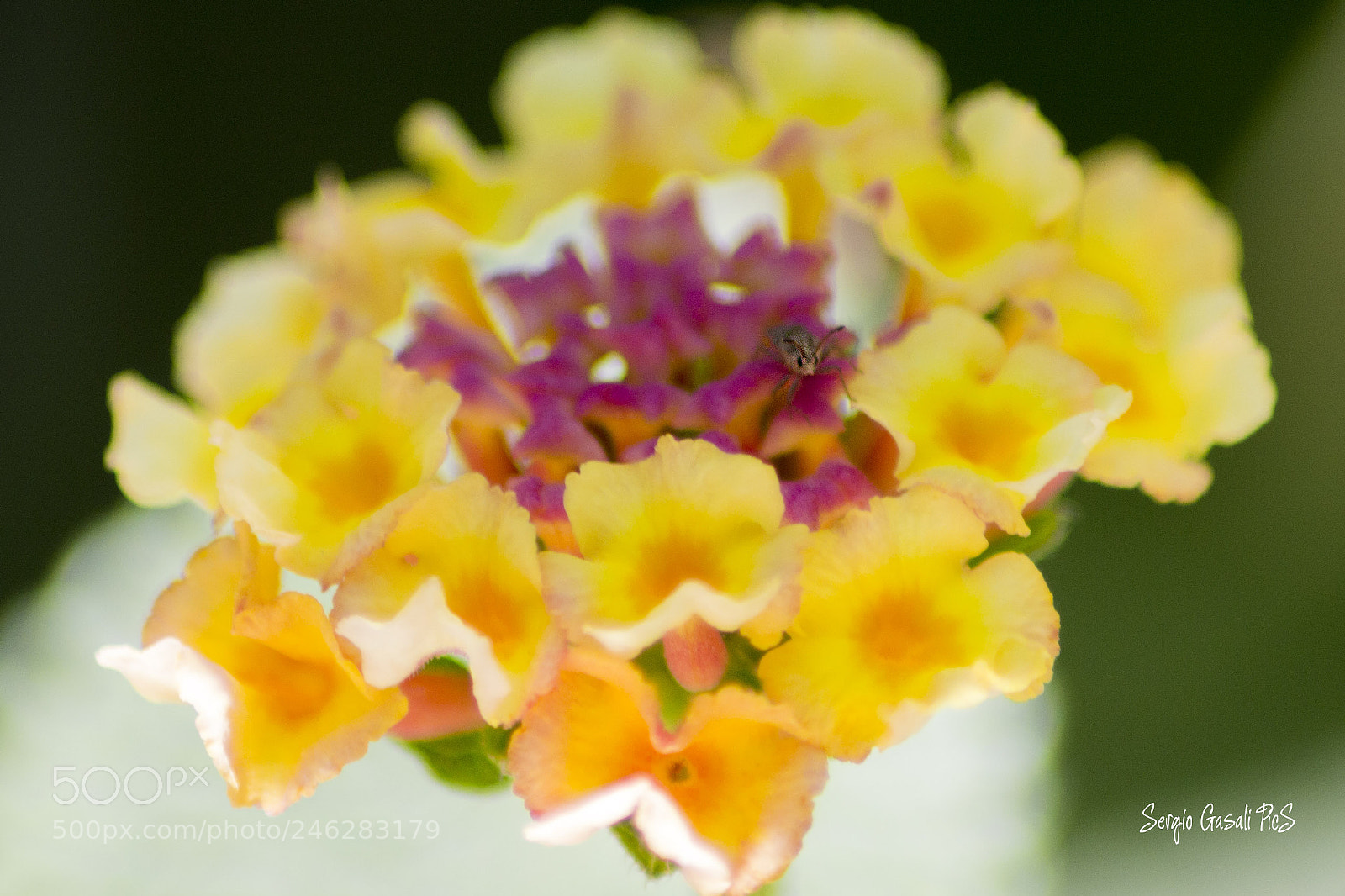 Canon EOS 600D (Rebel EOS T3i / EOS Kiss X5) sample photo. Intruder ii photography