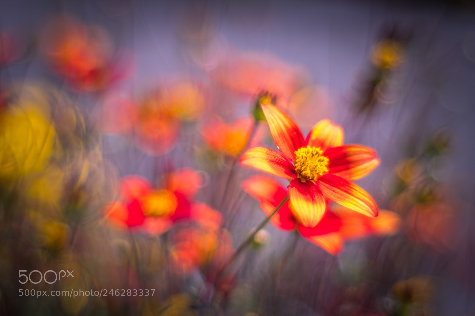 Fujifilm X-T2 sample photo. Red flowers photography