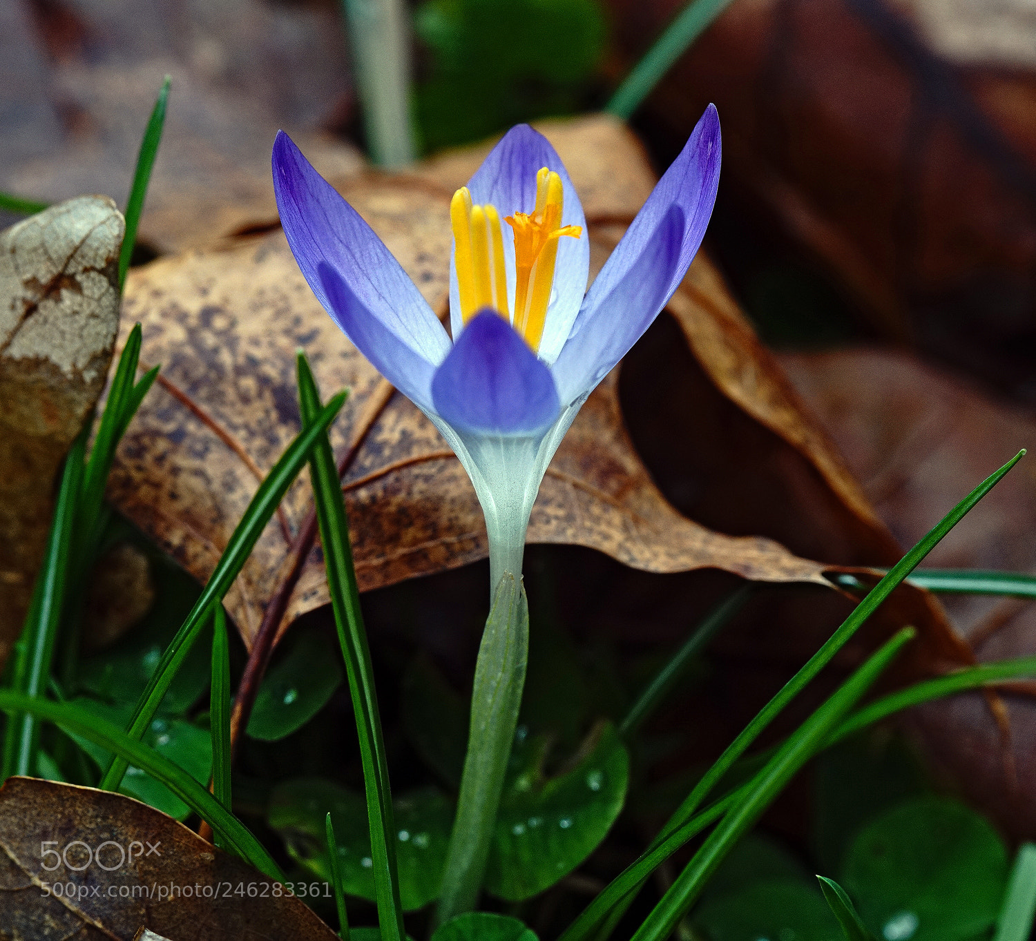 Sony a7R II sample photo. Look who showed up photography