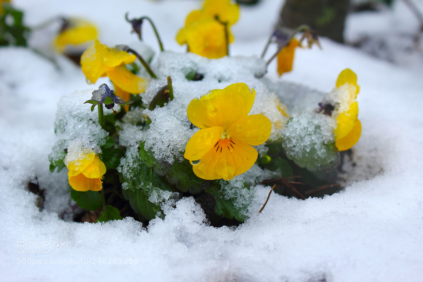 Canon EOS 550D (EOS Rebel T2i / EOS Kiss X4) sample photo. Flower under the snow photography