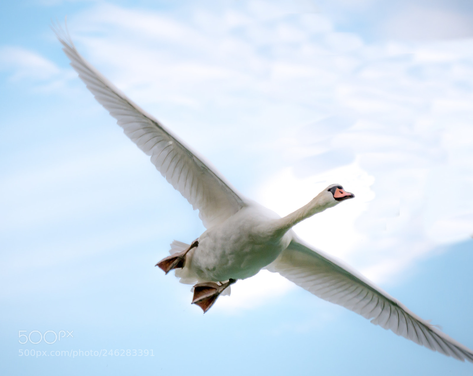 Panasonic DMC-G70 sample photo. Flying swan photography