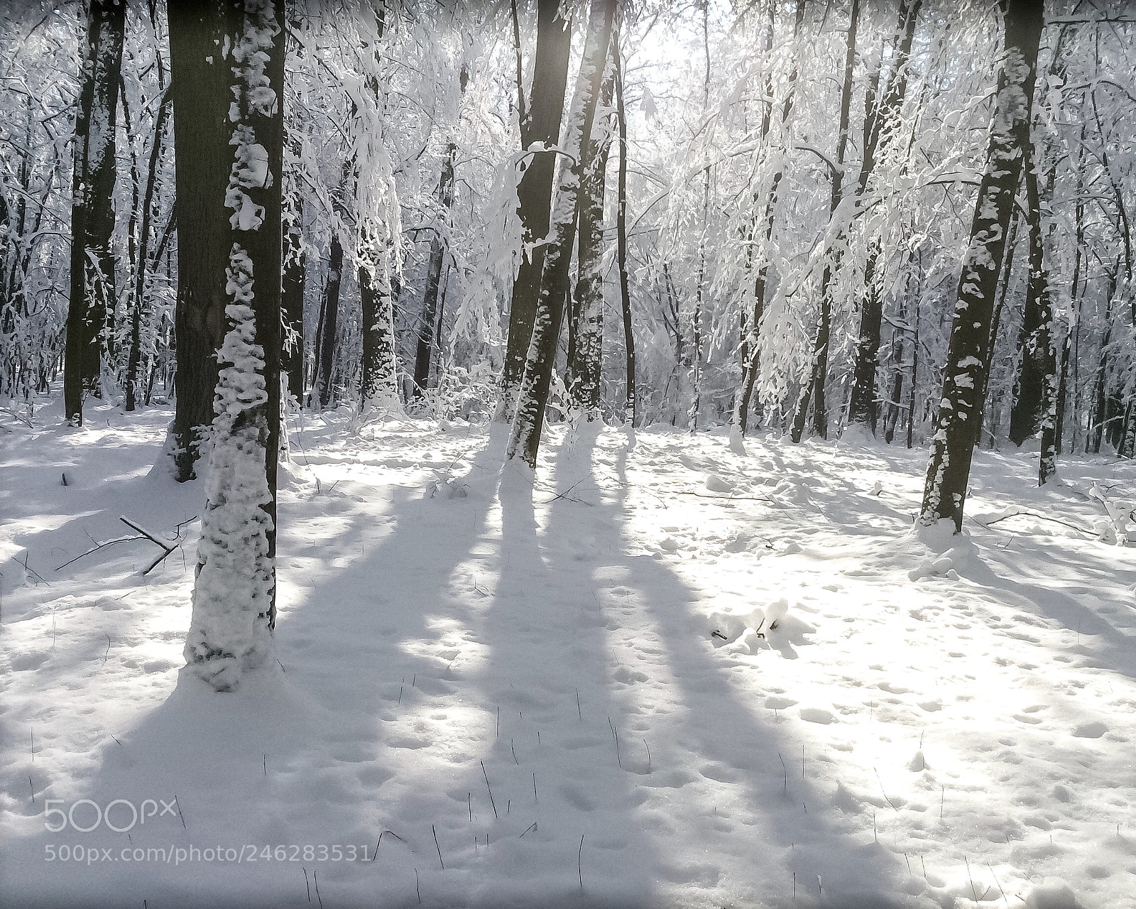 Apple iPad Air sample photo. A winter's day. photography