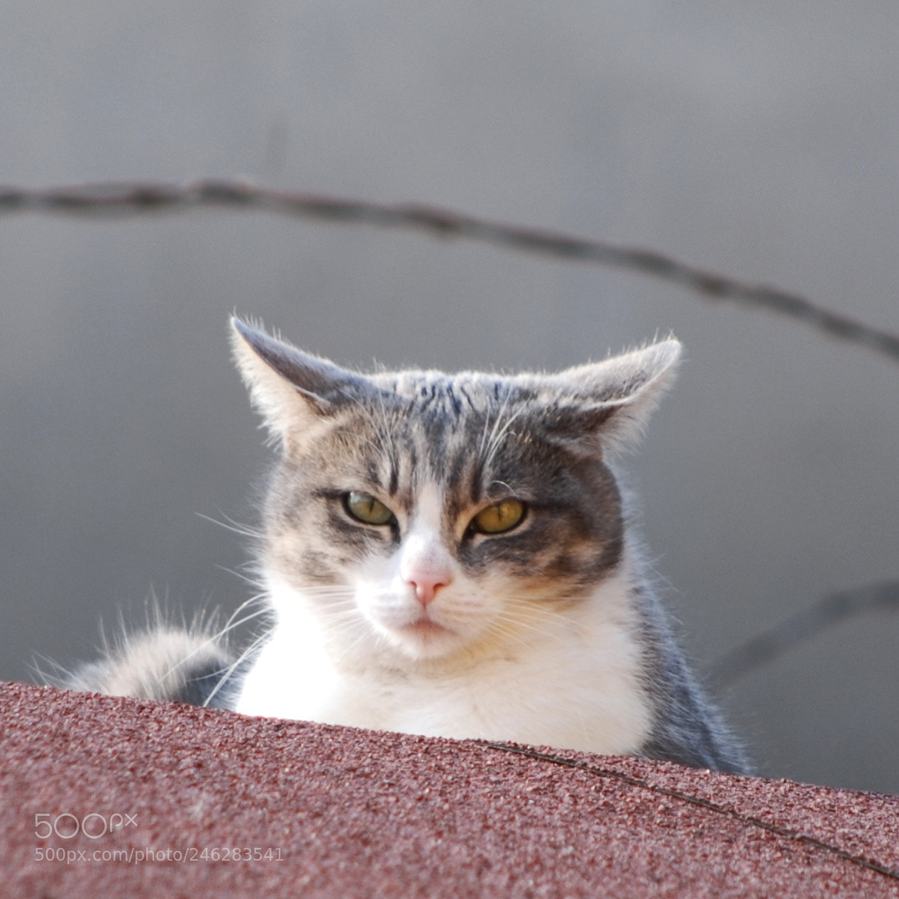 Nikon D80 sample photo. Little friend photography