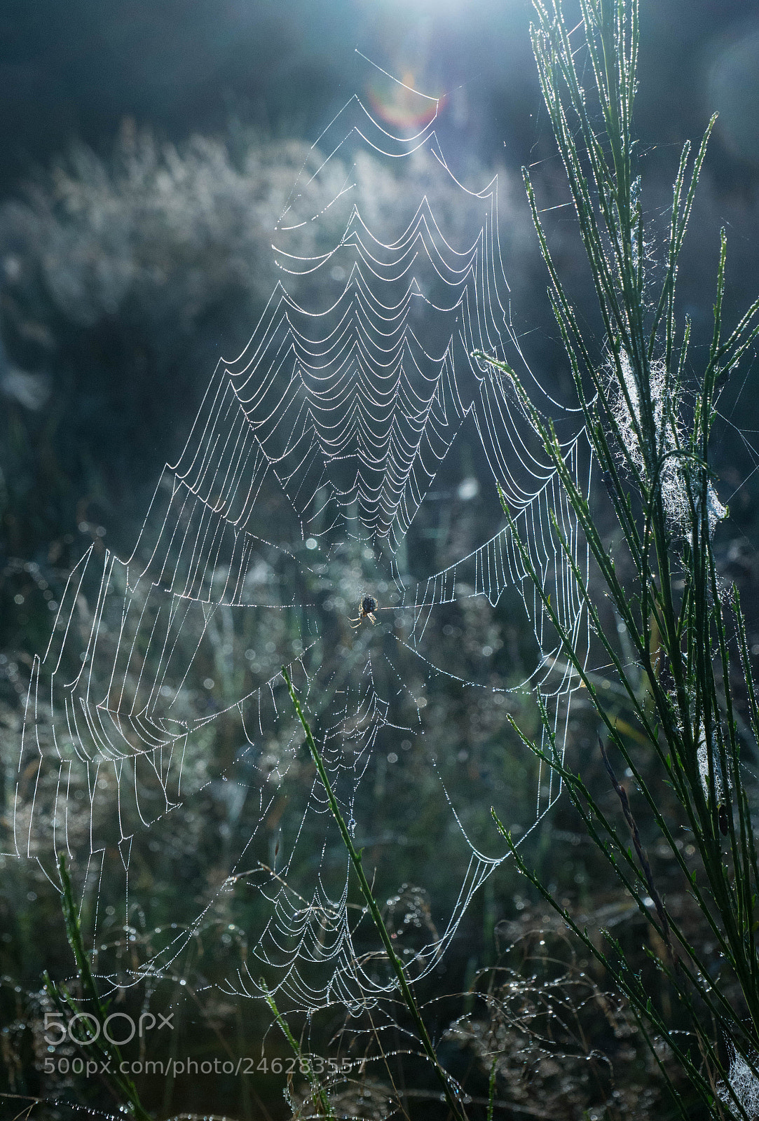 Sony SLT-A77 sample photo. Spiderweb at night photography
