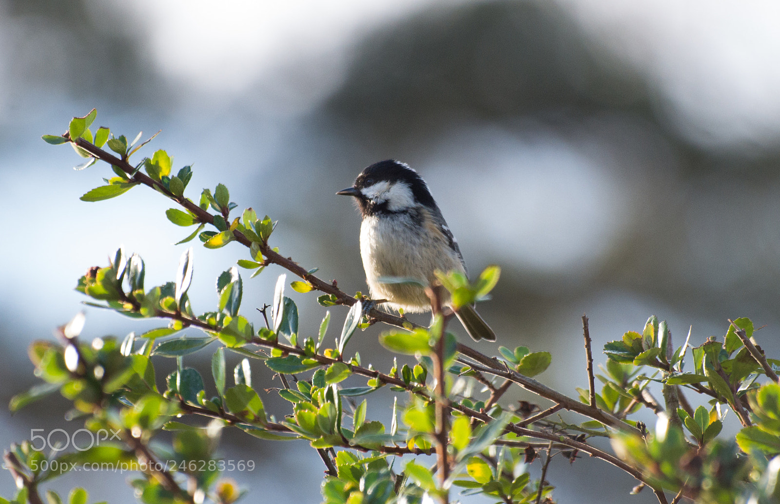 Pentax K-30 sample photo. Coal tit on a photography