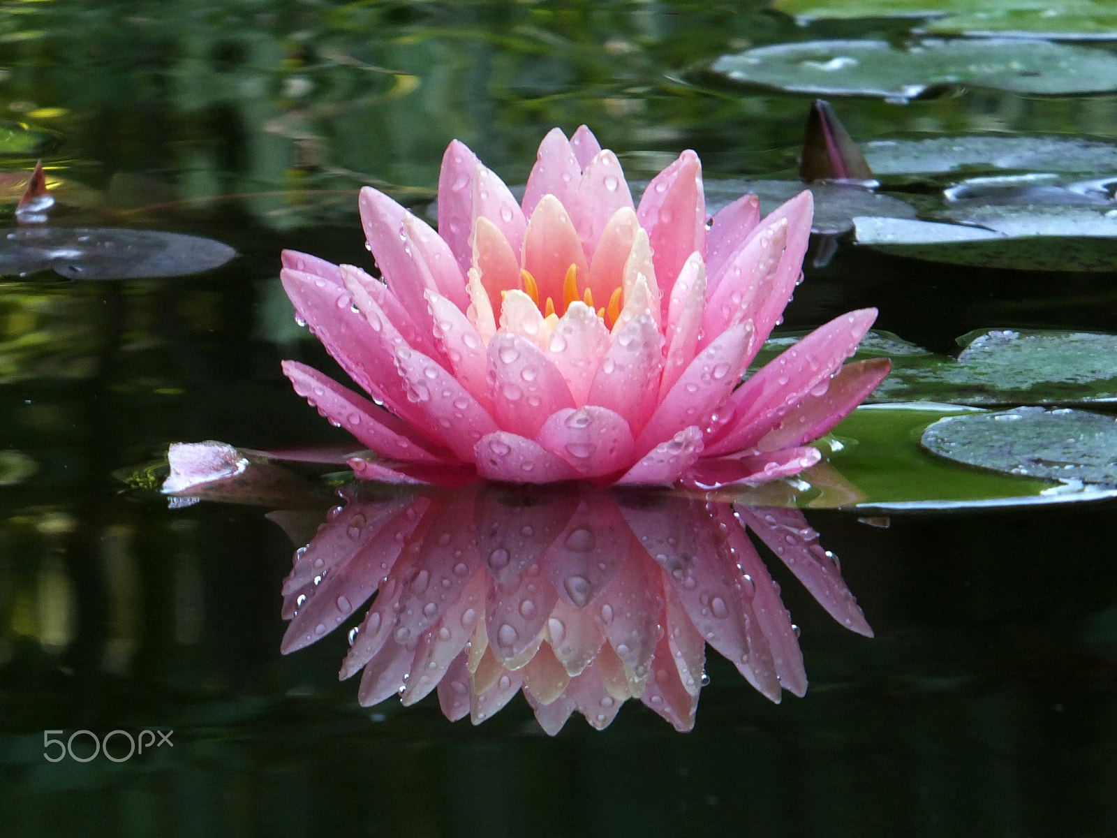 Fujifilm FinePix F750EXR sample photo. Water lily 'perry's orange sunset' photography