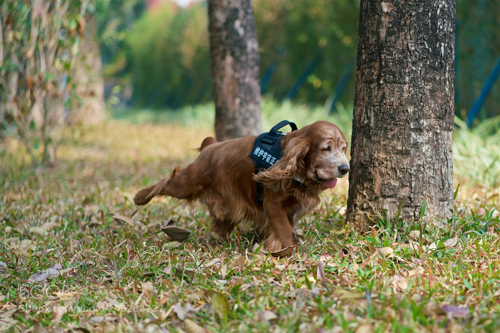 Sony a7R II sample photo. 功夫小子 photography
