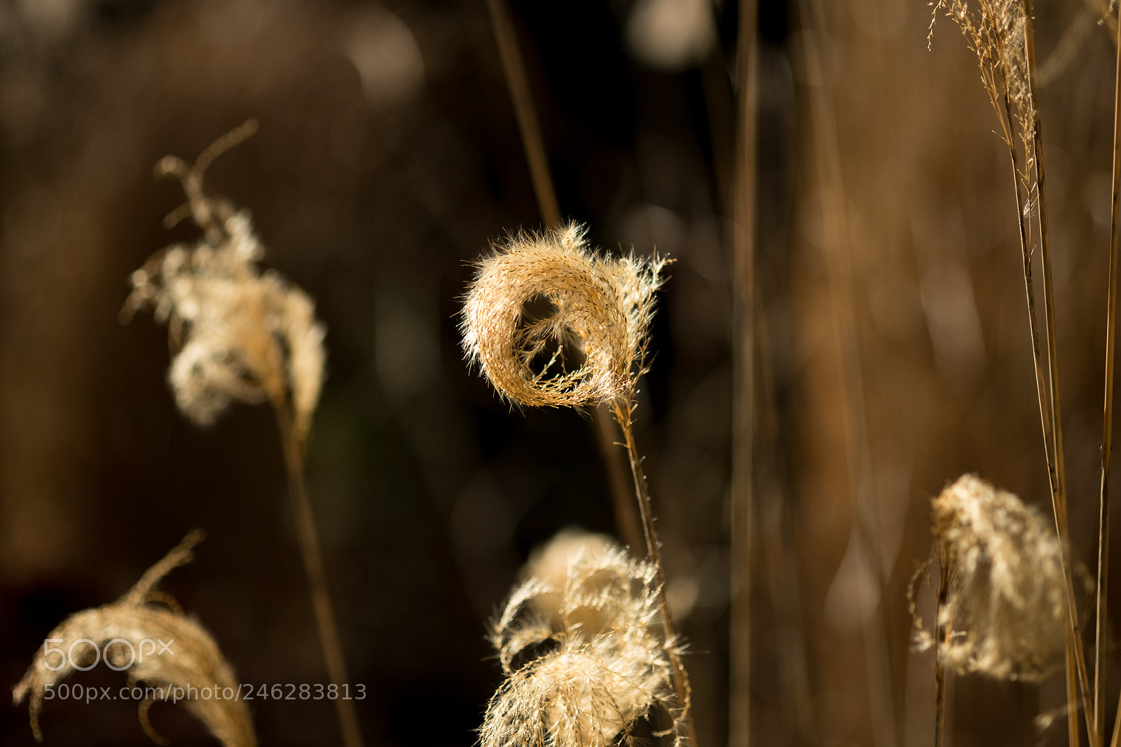 Fujifilm X-T2 sample photo. Blown in the wind photography