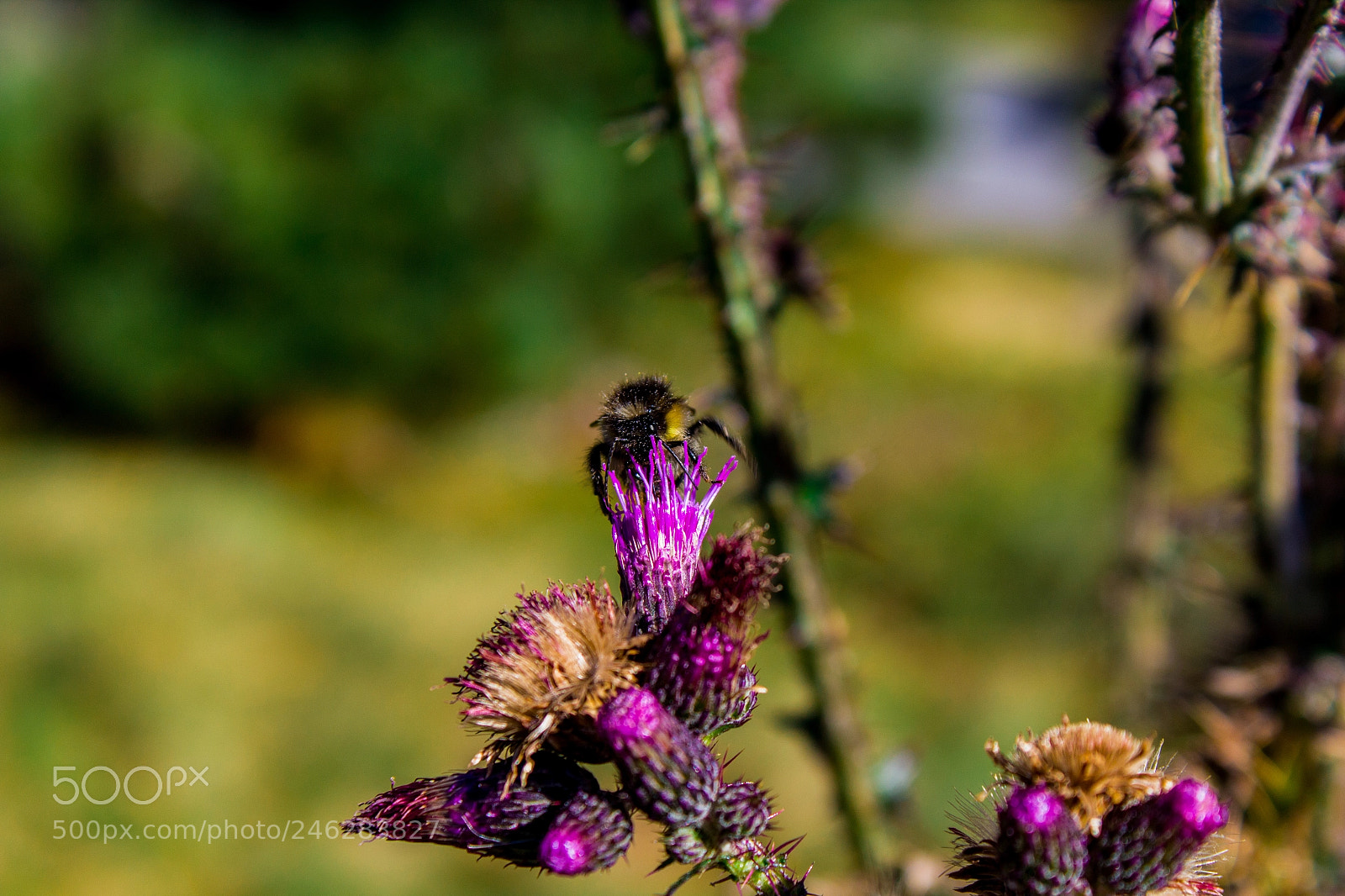 Canon EOS 600D (Rebel EOS T3i / EOS Kiss X5) sample photo. Bumblebee on thistle photography