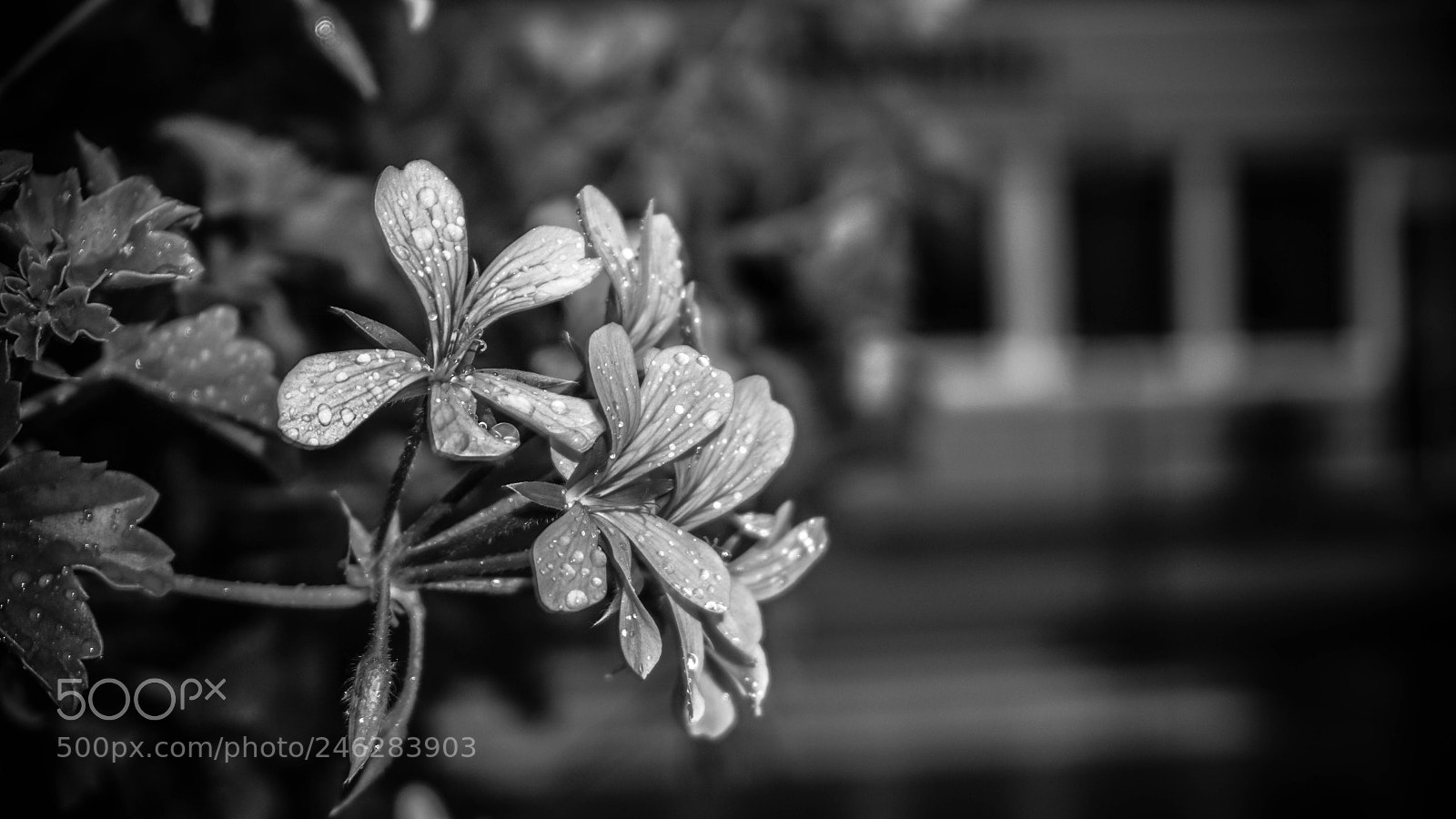 Sony a6300 sample photo. Flower photography