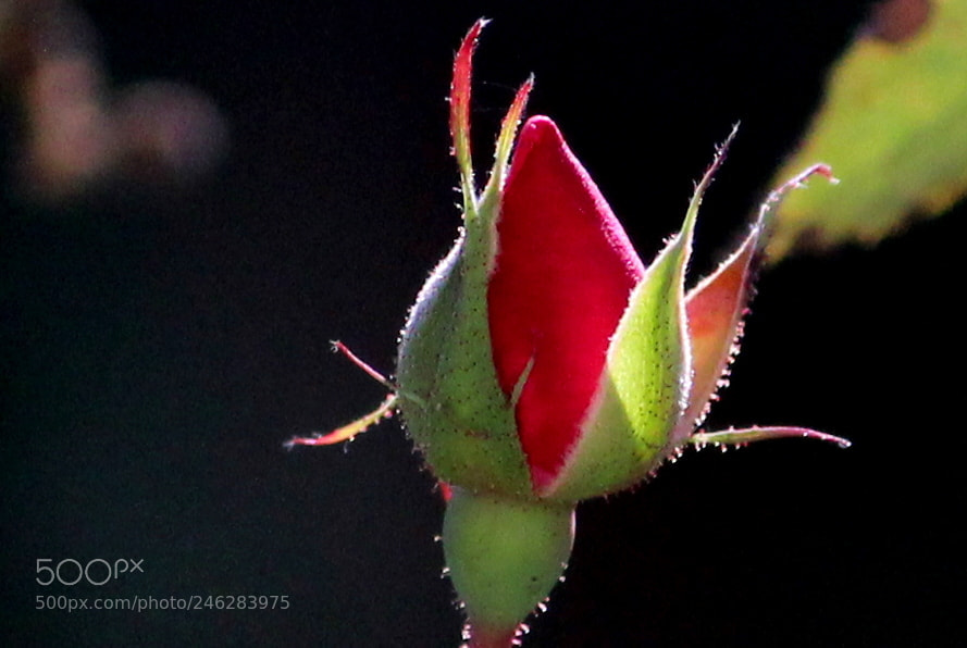 Canon EF-S 55-250mm F4-5.6 IS II sample photo. Nature has its way.. photography