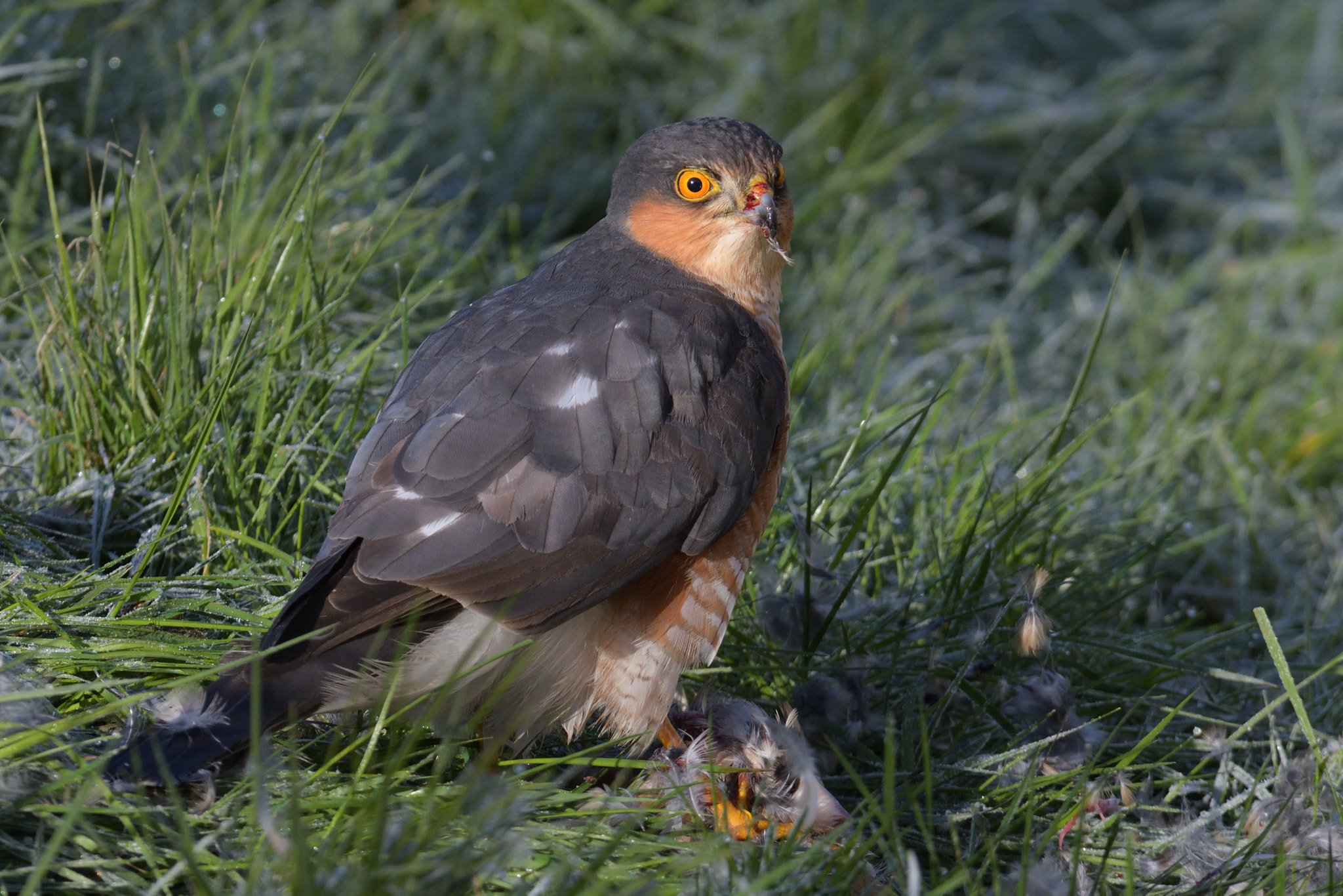 Nikon D500 sample photo. Accipiter nisus, eurasian sparrowhawk photography