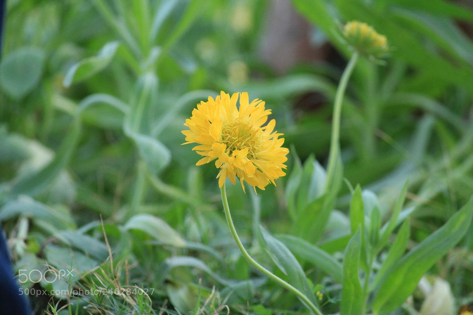 Canon EF-S 55-250mm F4-5.6 IS II sample photo. Flower photography