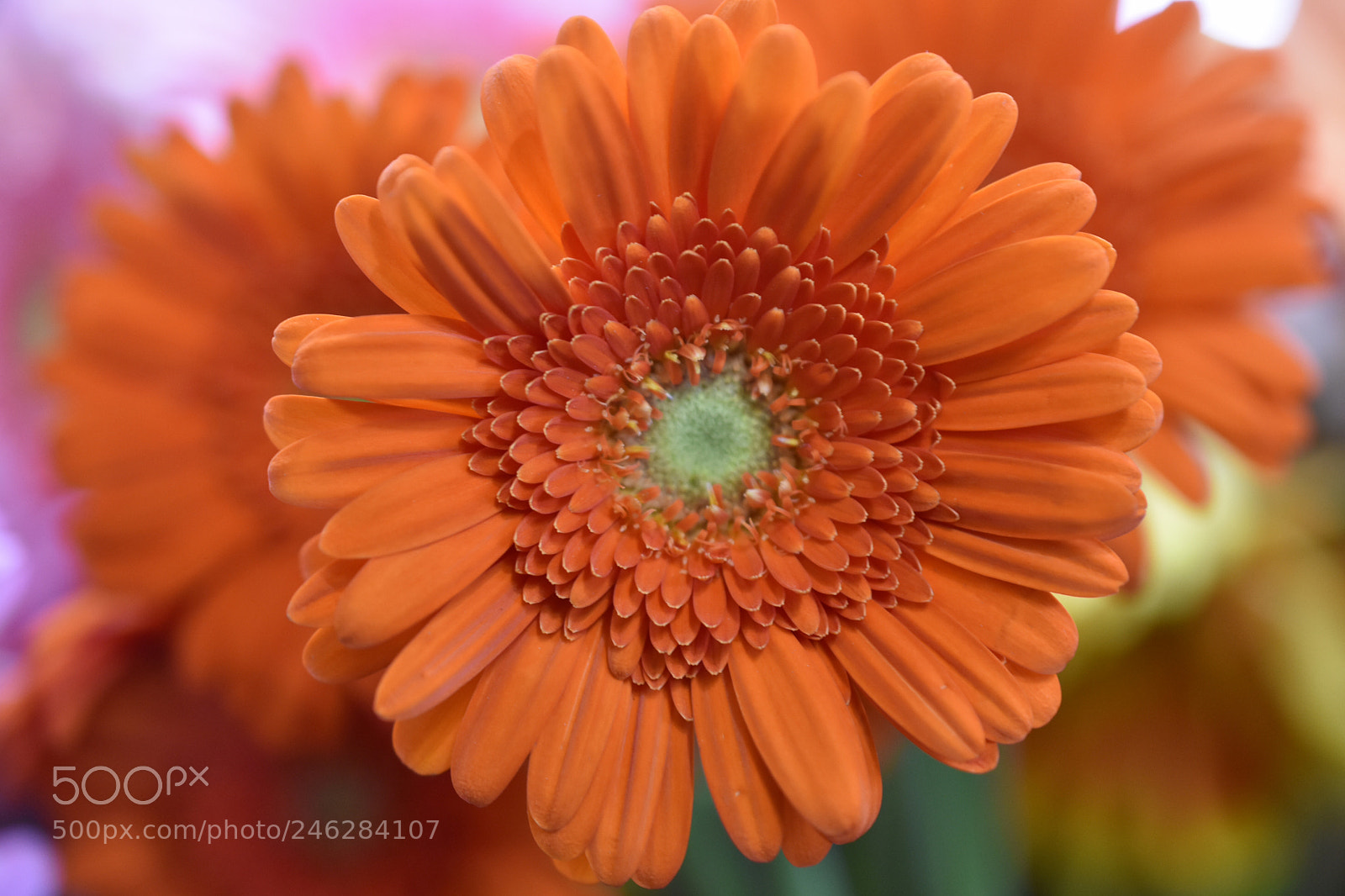 Nikon D3400 sample photo. A burst of orange photography