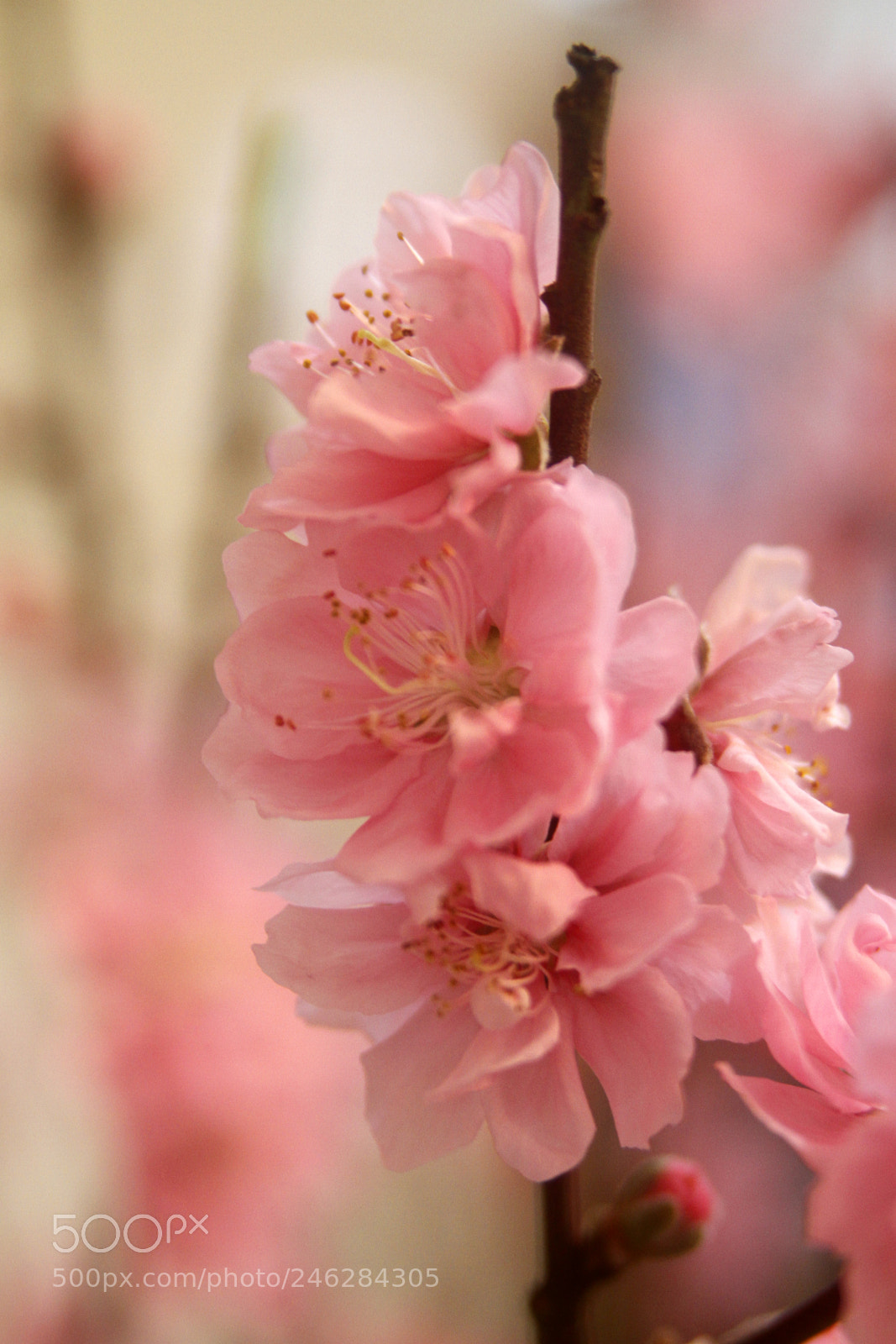 Canon EOS 7D sample photo. Color of spring photography