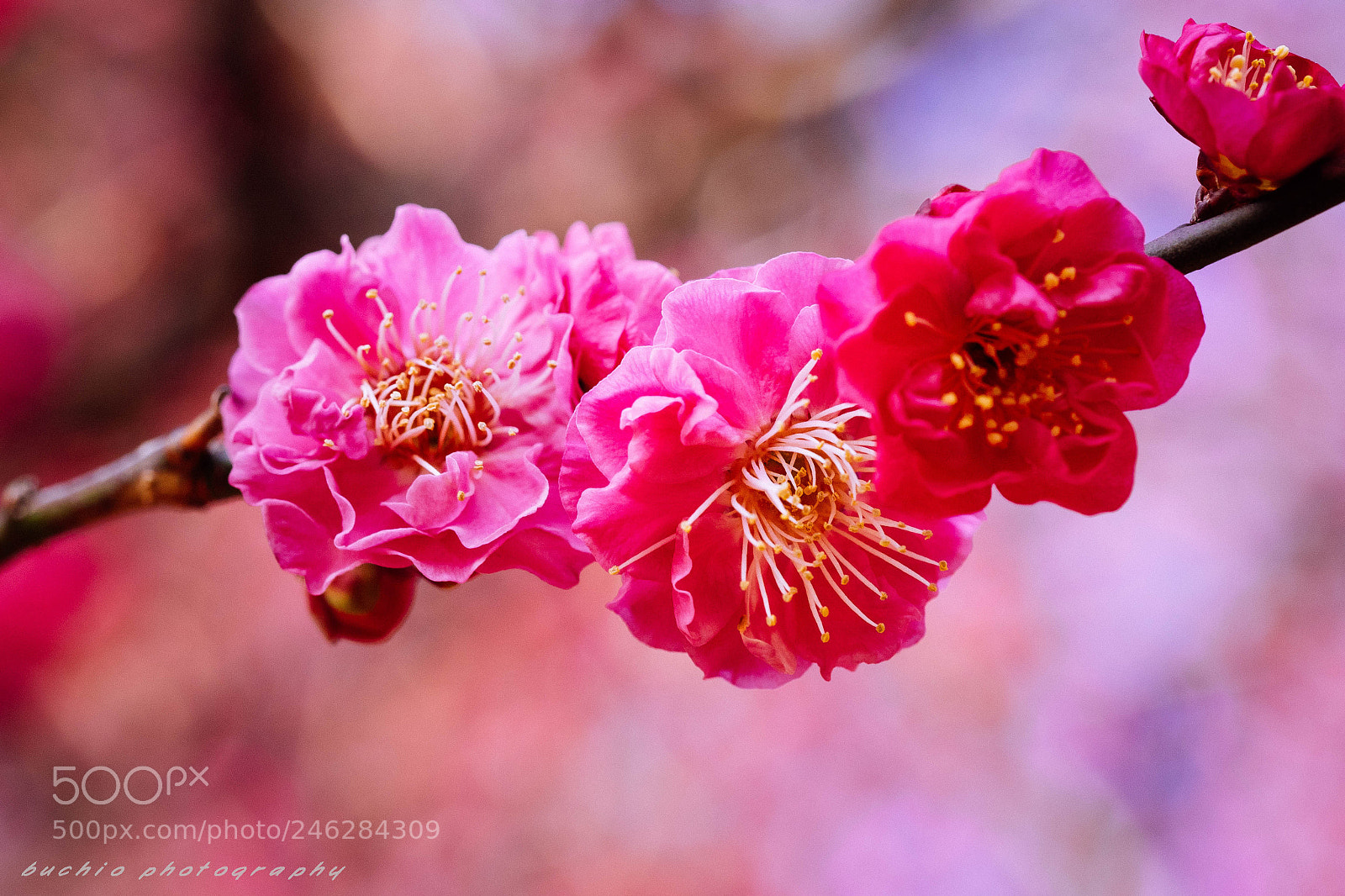 Olympus OM-D E-M1 sample photo. Japanese apricot photography