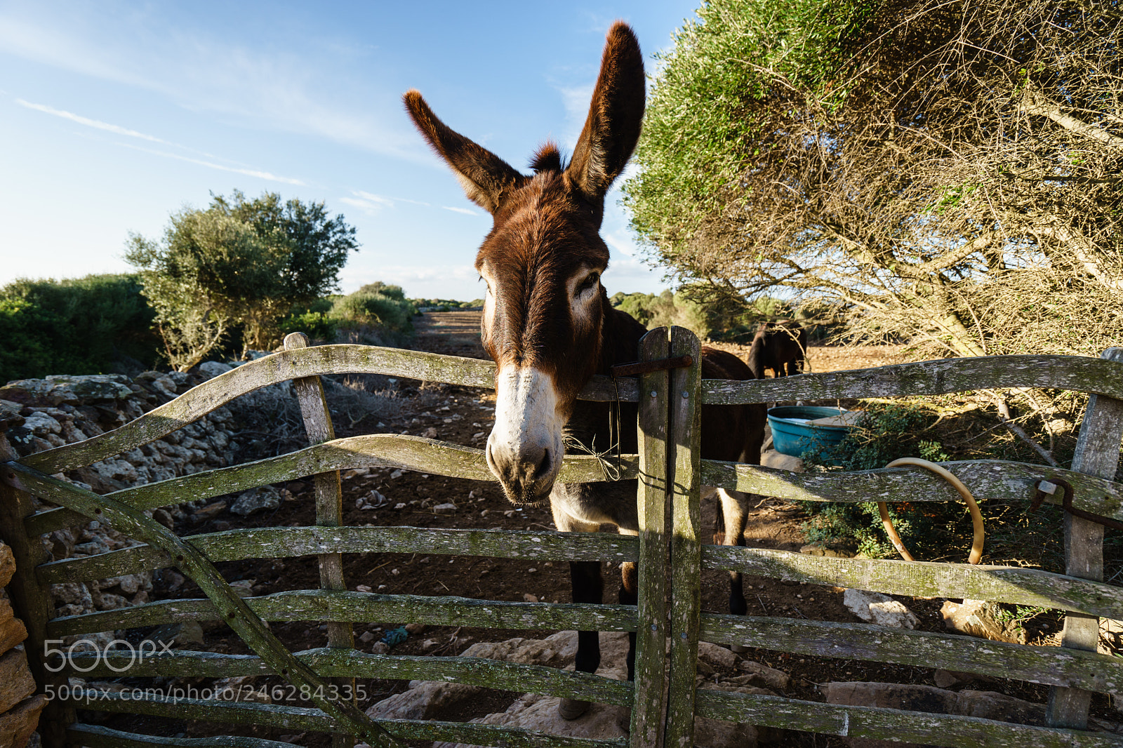 Sony a7 II sample photo. Menorca photography