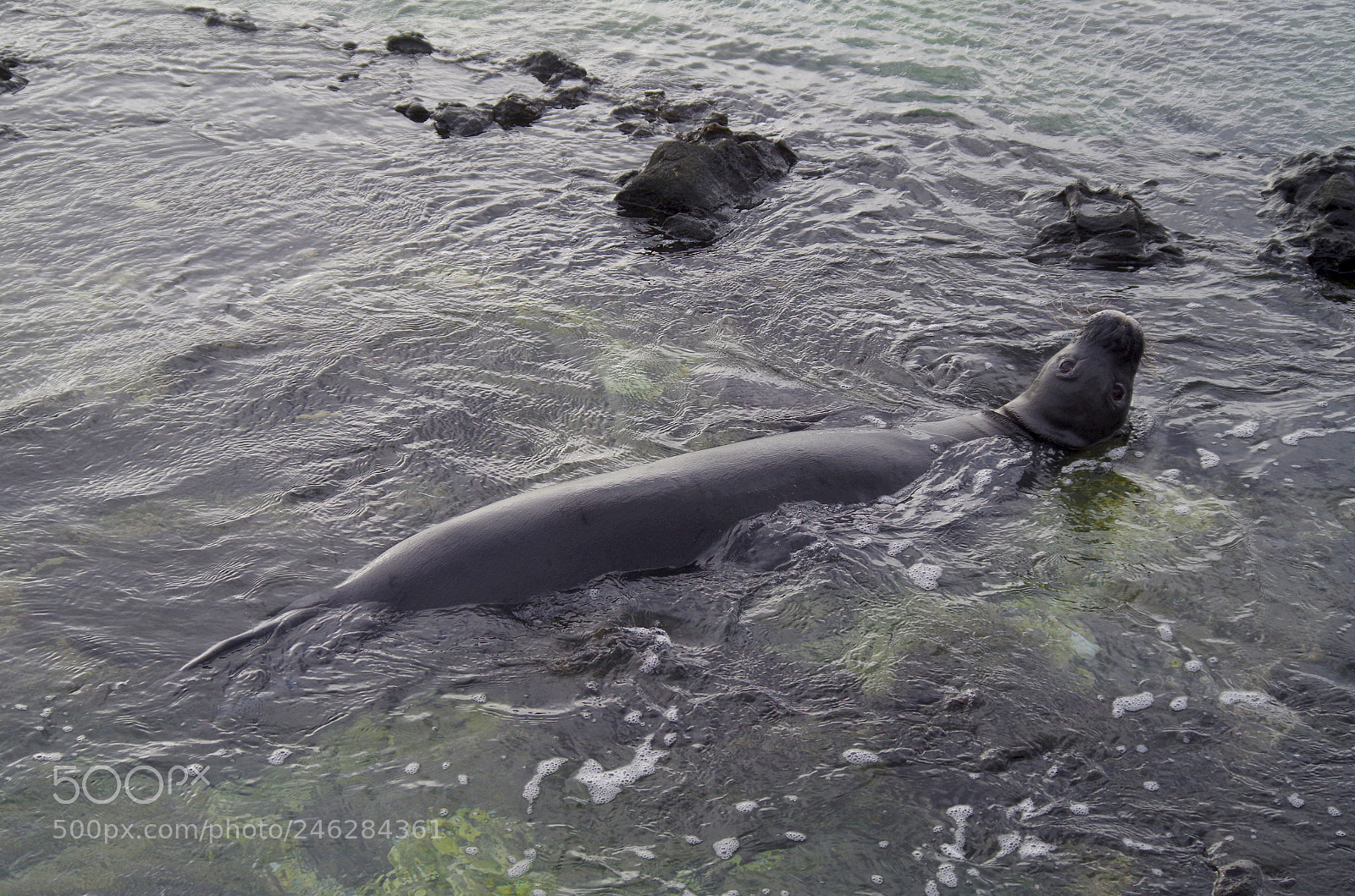 Pentax K-500 sample photo. Hawaiian monk seal photography