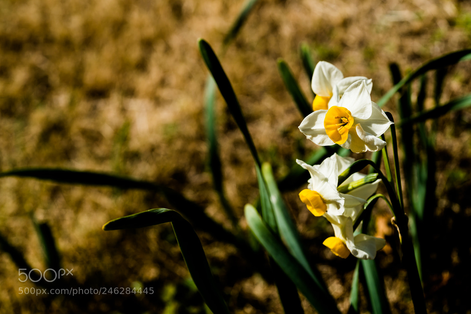 Sony a7R III sample photo. Bloomed daffodils photography