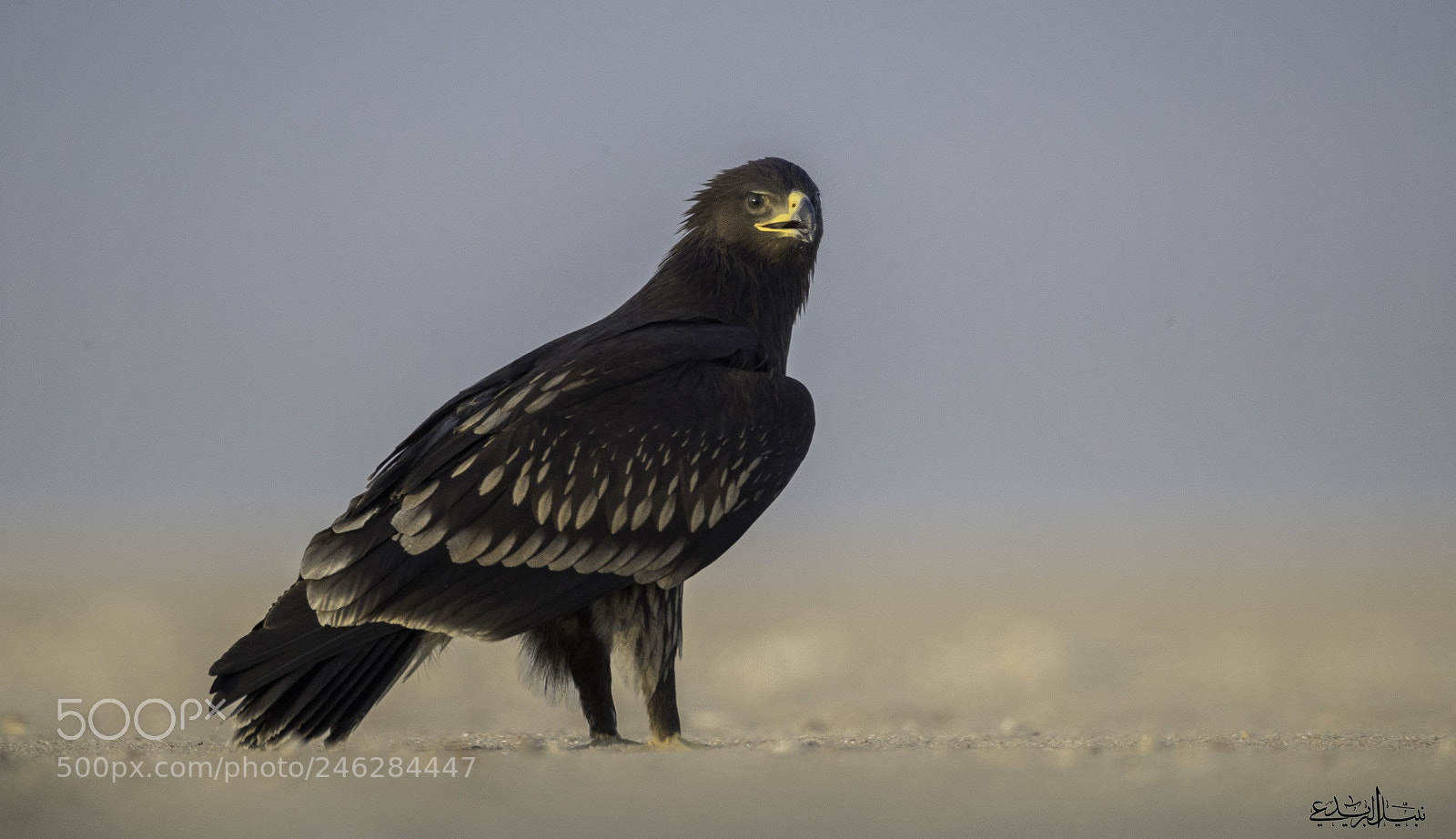 Canon EOS-1D X Mark II sample photo. Steppe eagle photography