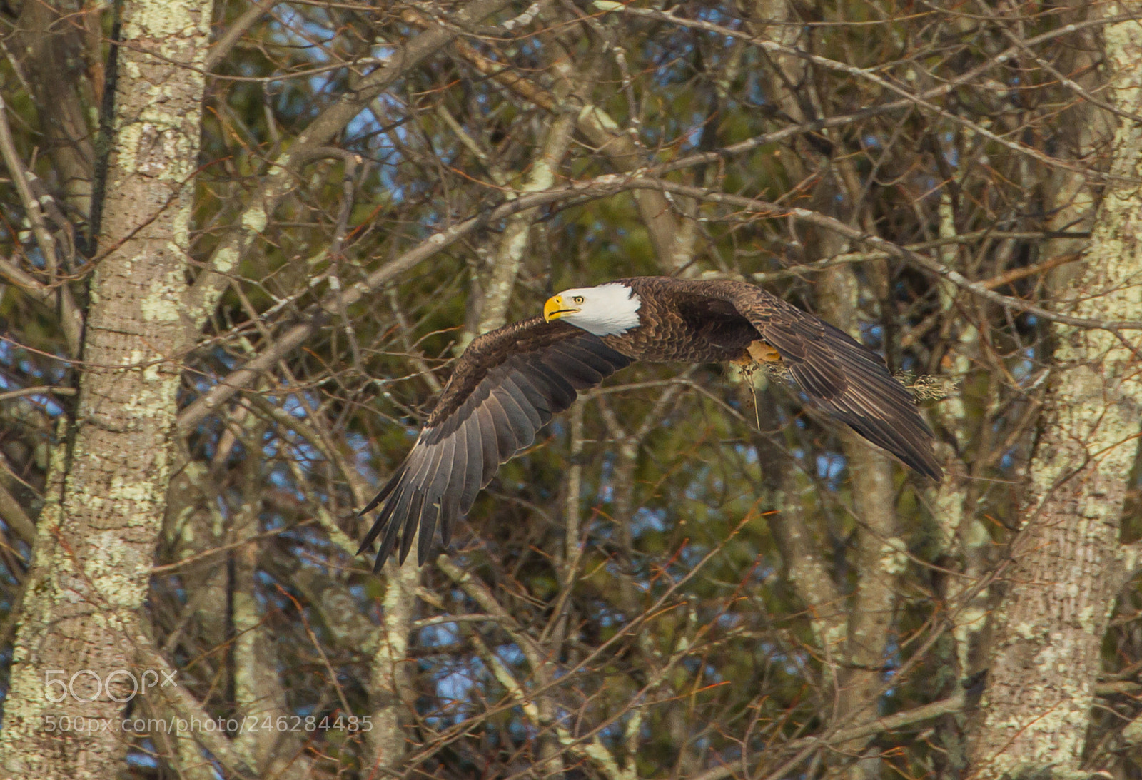 Canon EOS 7D sample photo. Eagle coming in photography