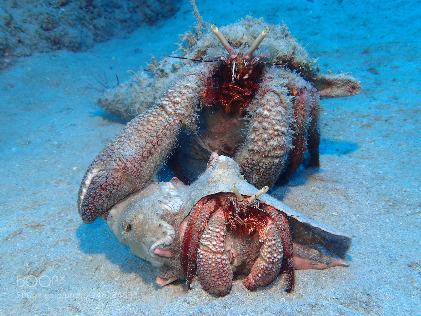 Olympus TG-4 sample photo. Hermit crabs photography