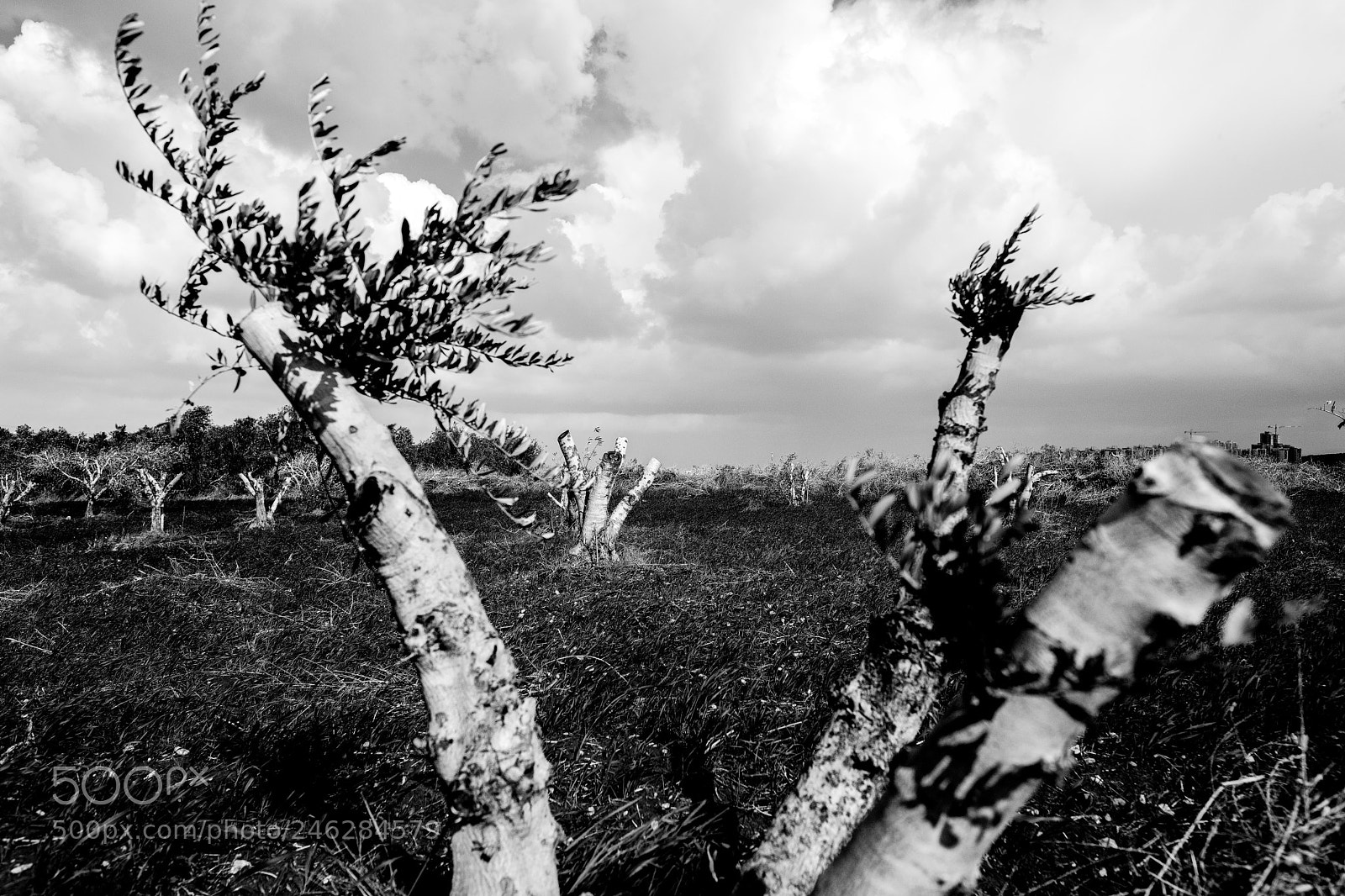 Fujifilm X-T2 sample photo. Through the gap photography