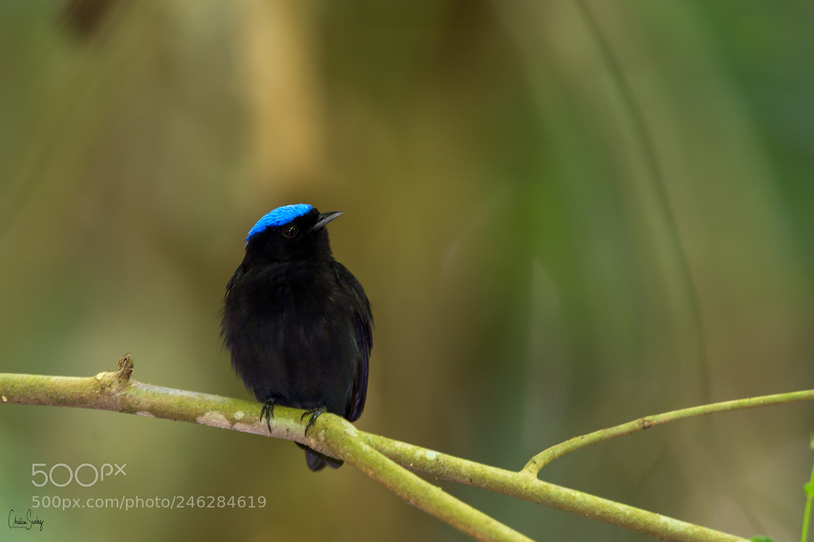 Nikon D4 sample photo. Blue-crowned manakin photography